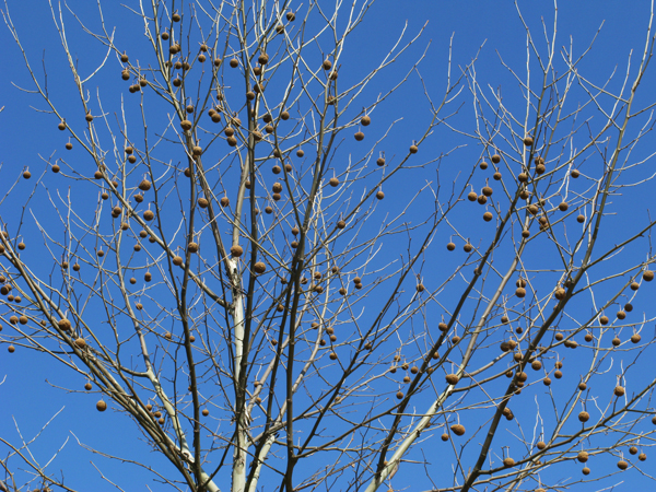 testicletree testicletree
