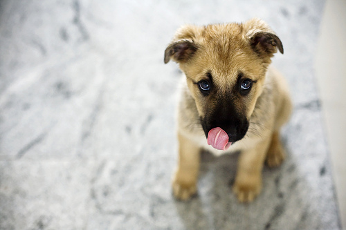 Please enjoy looking at this cute puppy.