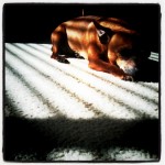 Letting him lie.